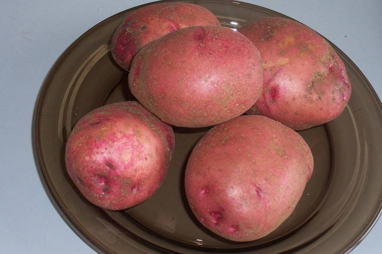Сорт картофеля любава: характеристика, описание с фото, отзывы