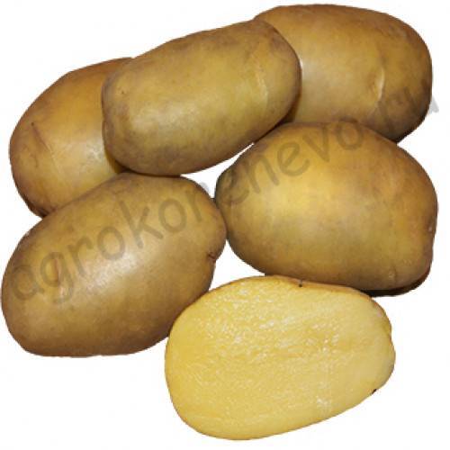 Картофель гулливер: характеристики сорта, урожайность, отзывы