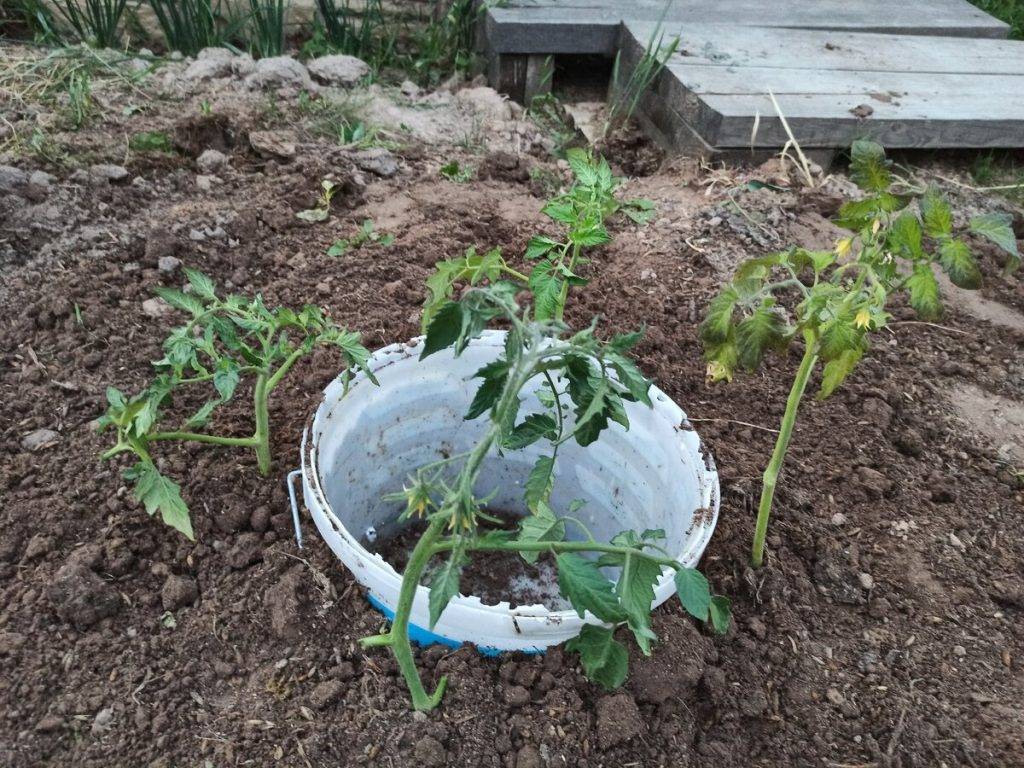 Как выращивать помидоры (с иллюстрациями) - wikihow