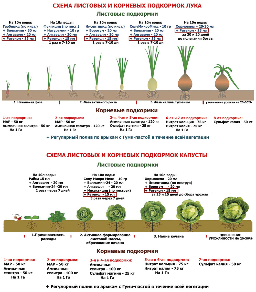 Как и когда удобрять капусту? правила и пошаговые рекомендации: характеристики, свойства, методы