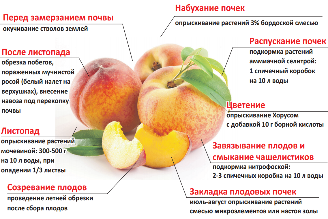Сорта персика инжирного и выращивание