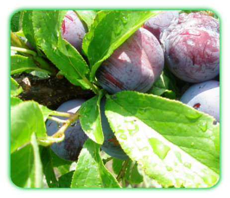 Описание сливы сорта маньчжурская красавица, опылители и тонкости выращивания