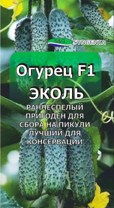 Огурцы эколь f1: правила выращивания урожайного гибрида