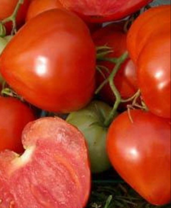 Томат гордость пирса: отзывы об урожайности сорта гном, фото помидоров, описание и характеристика куста