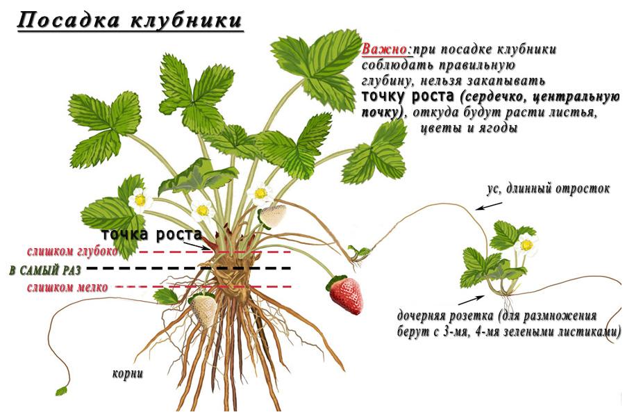 Характеристика сорта клубники кимберли – фото, отзывы садоводов, морозостойкость, урожайность