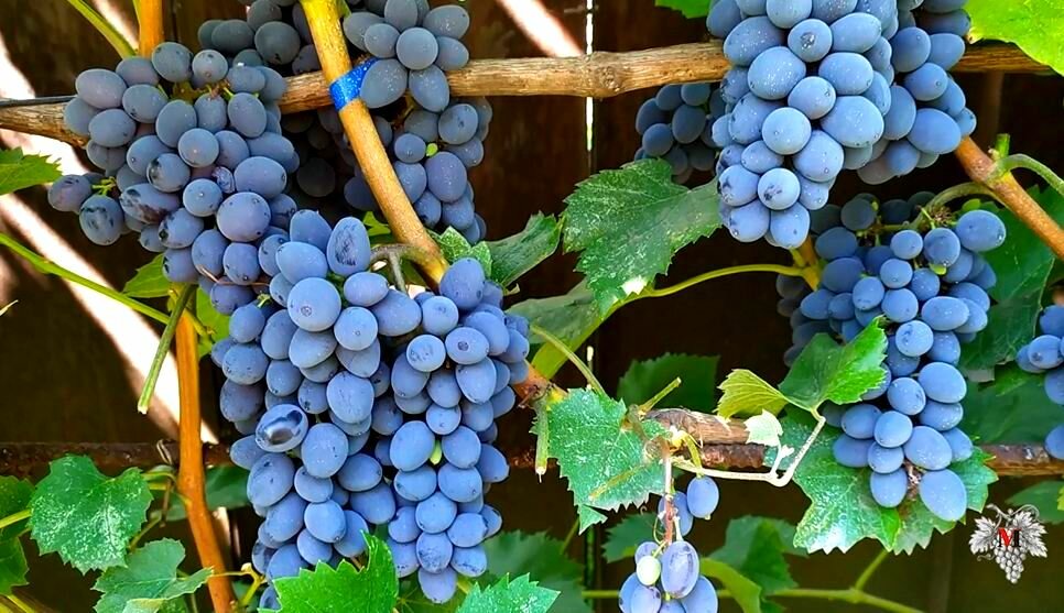 Виноград кишмиш «юпитер» — бессемянный и урожайный