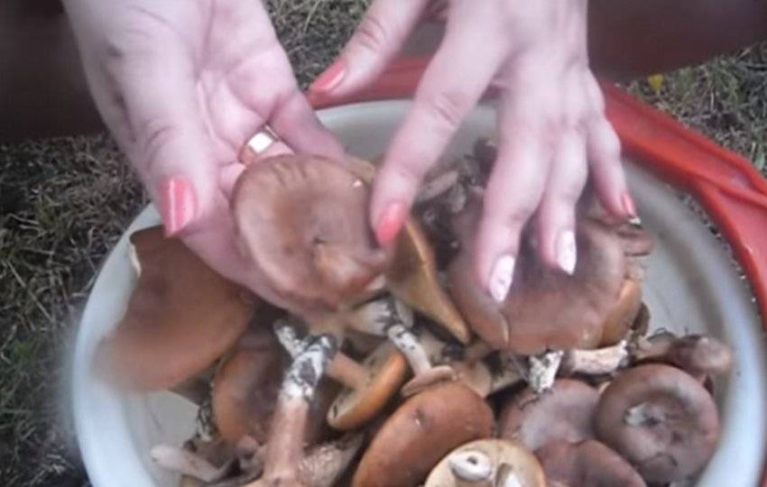 Засолка грибов на зиму – 5 рецептов приготовления горячим и холодным способом