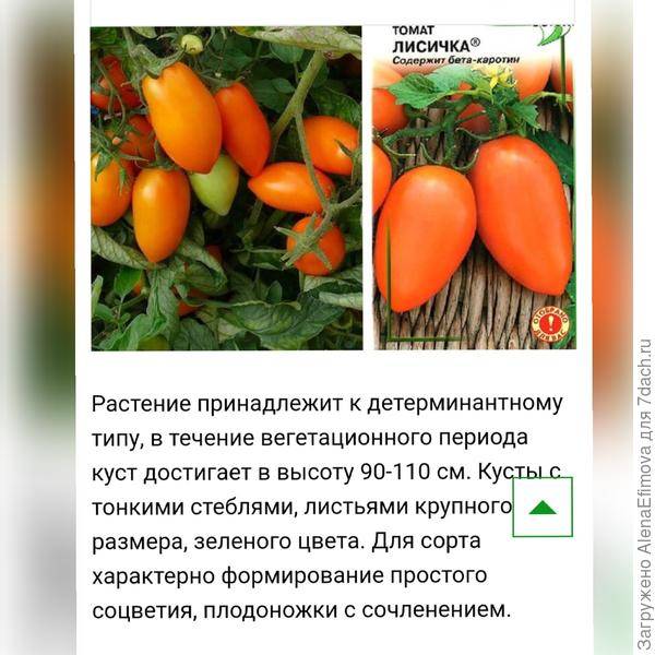 Томат максимка: характеристика и описание сорта, фото семян, отзывы об урожайности помидоров