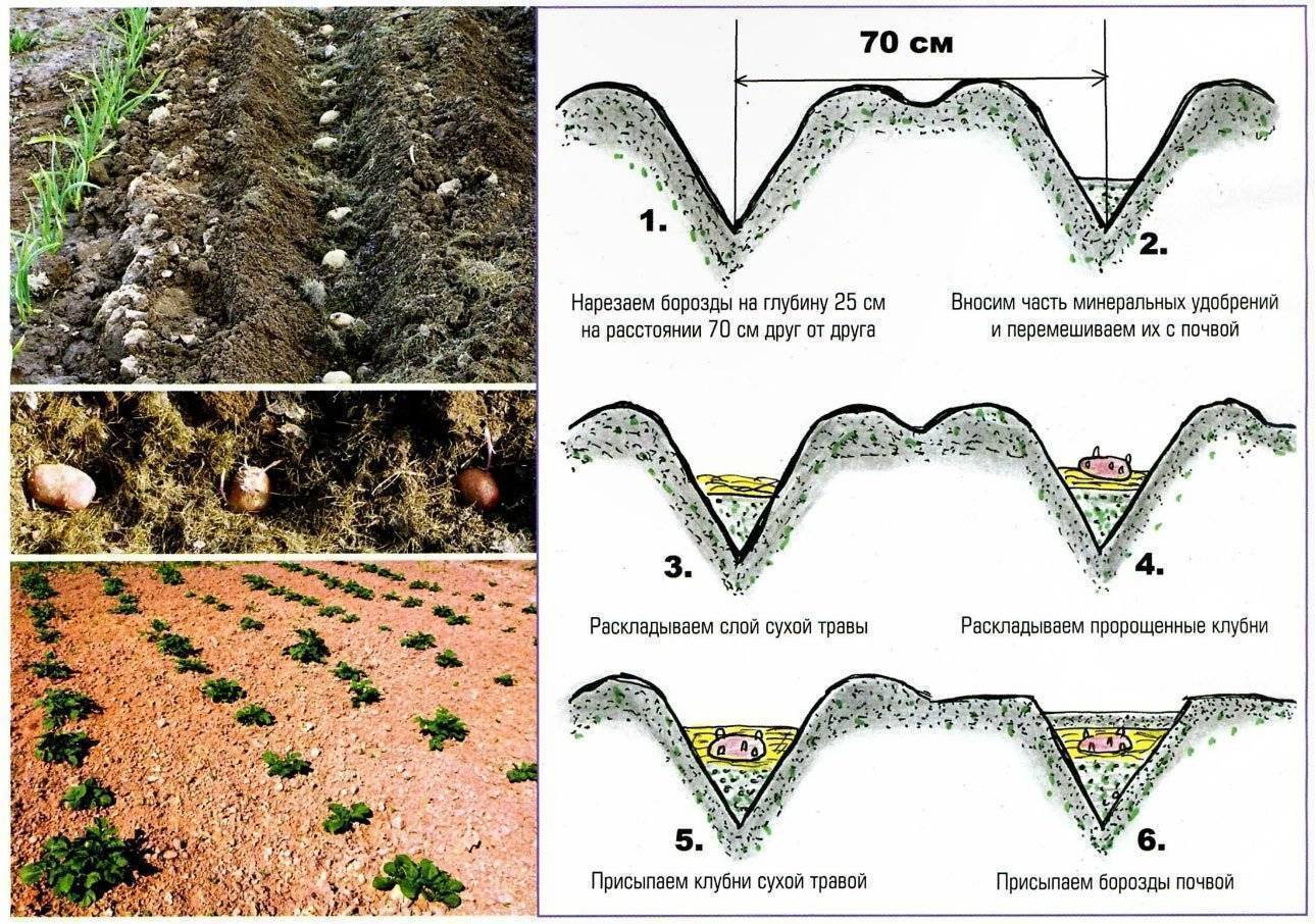 Как сажать картошку расстояние между рядами схема правильно