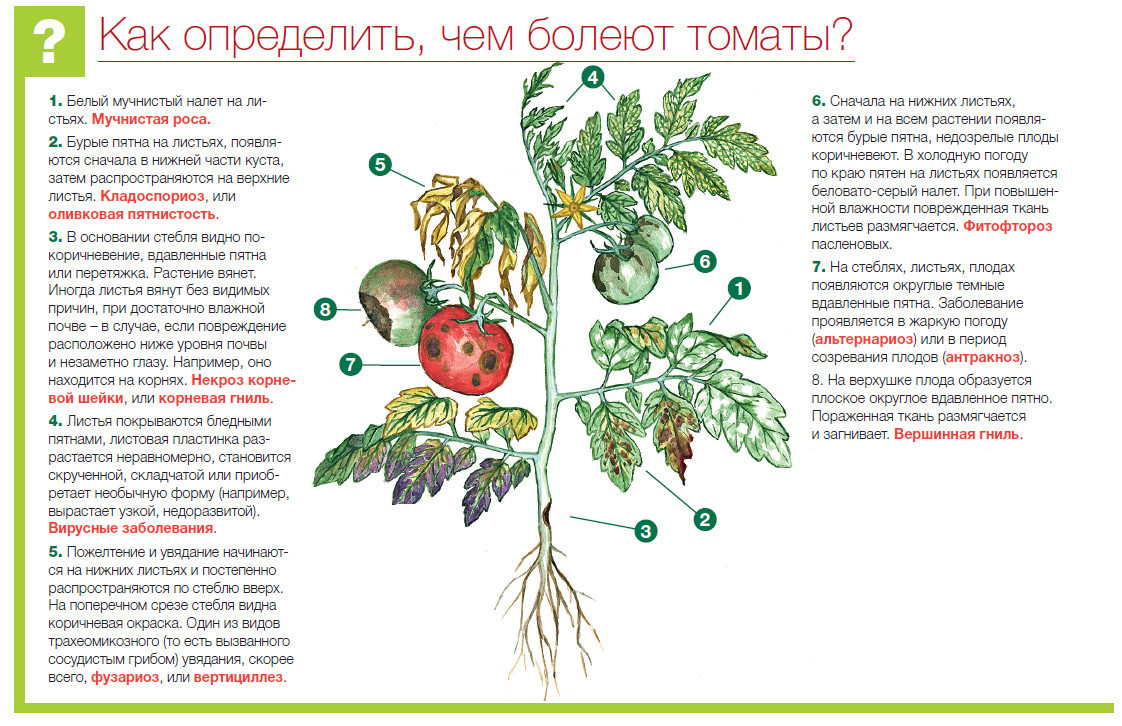 Столбур (фитоплазмоз) томатов: меры борьбы и профилактика