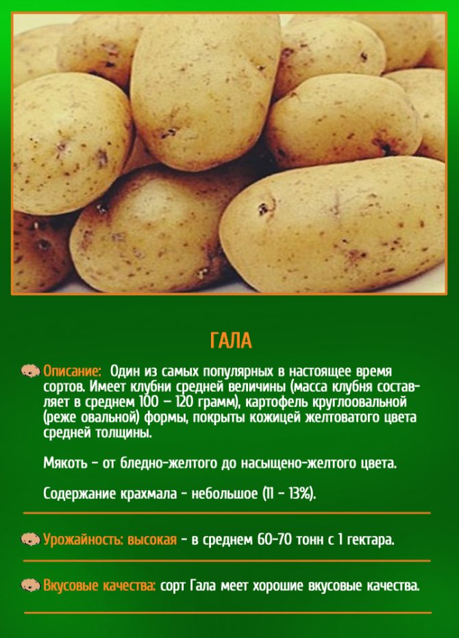 Картофель уладар – описание сорта, фото, отзывы