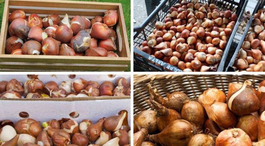 Как хранить луковицы тюльпанов: 4 способа, проверенных на практике