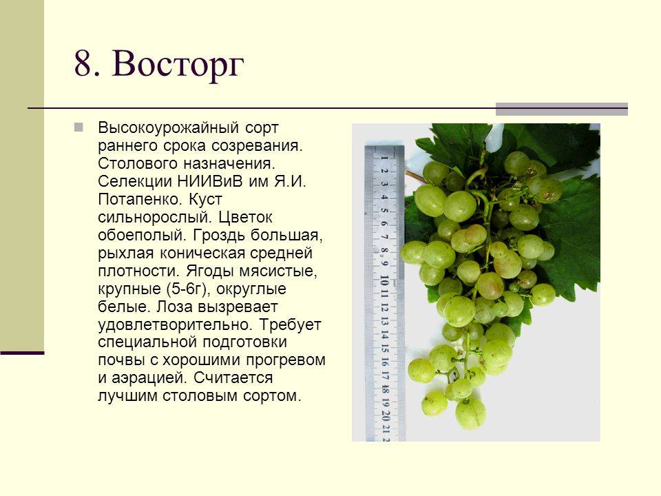 Виноград сорта восторг: описание и фото, отзывы