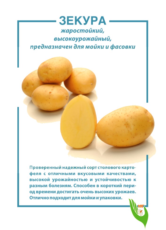 Картофель зекура: описание сорта, фото, отзывы овощеводов, особенности агротехники, урожайность
