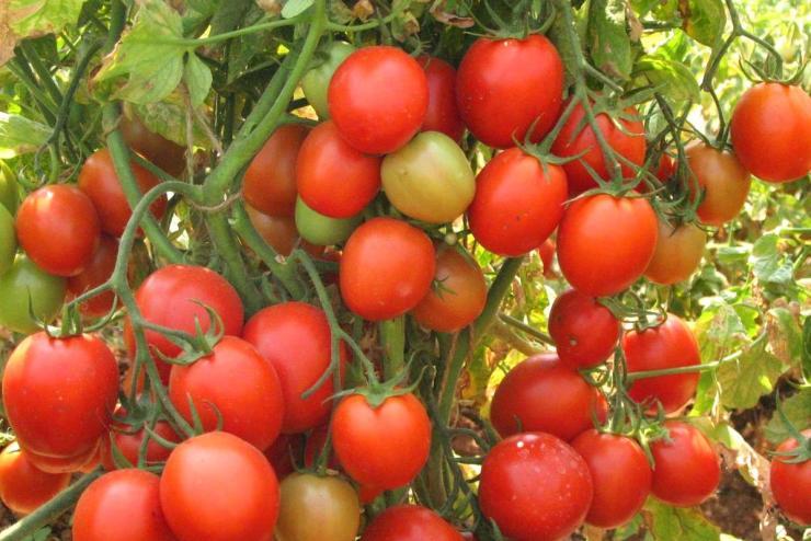 Сорт для теплиц или открытого грунта — томат алый фрегат f1: достоинства и недостатки гибрида
