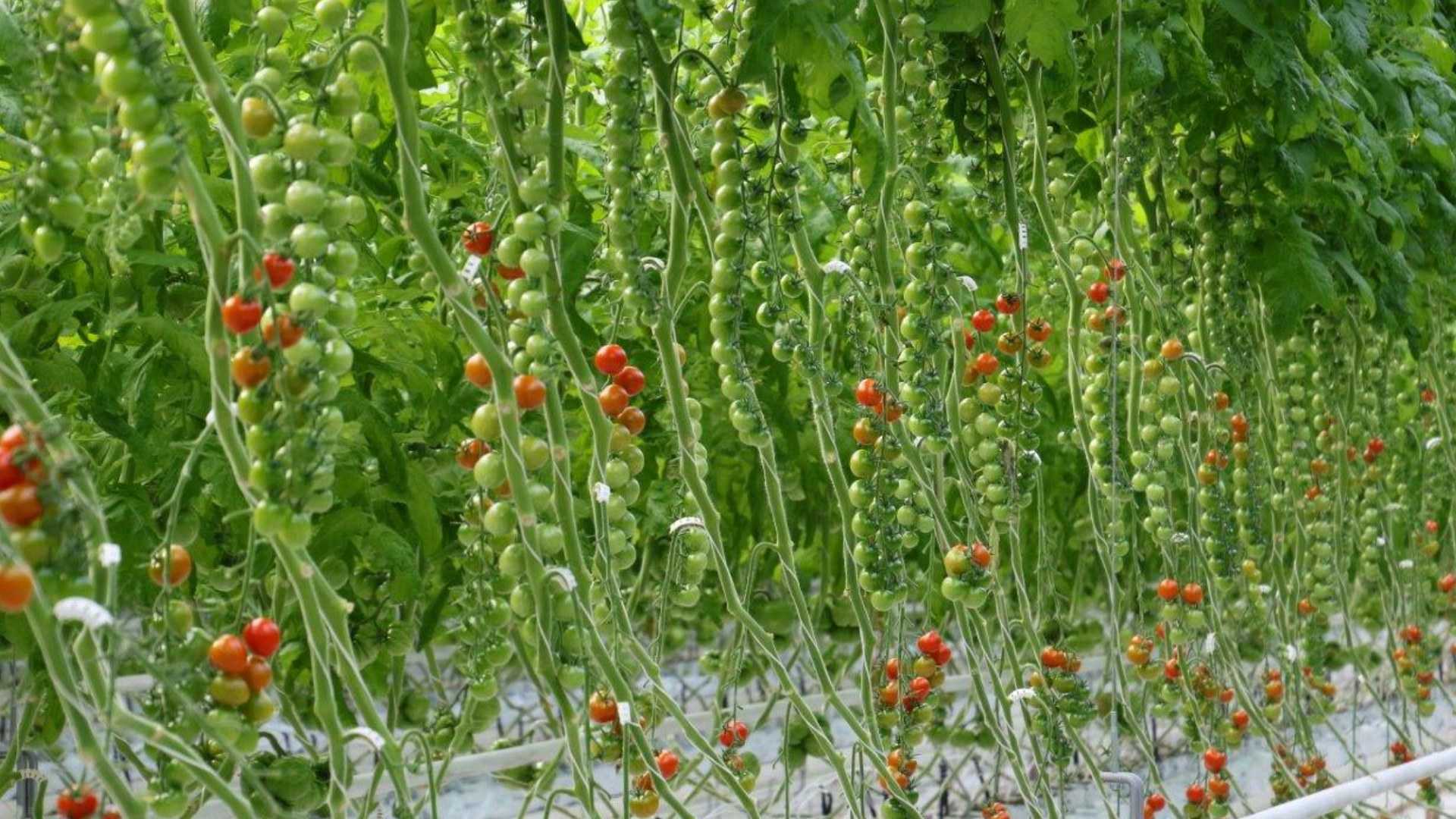 Помидоры рапунцель: описание и характеристика сорта, урожайность с фото