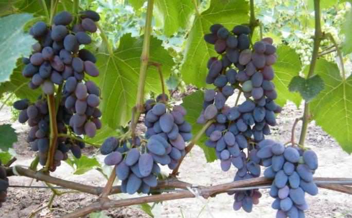 Сорт винограда юпитер