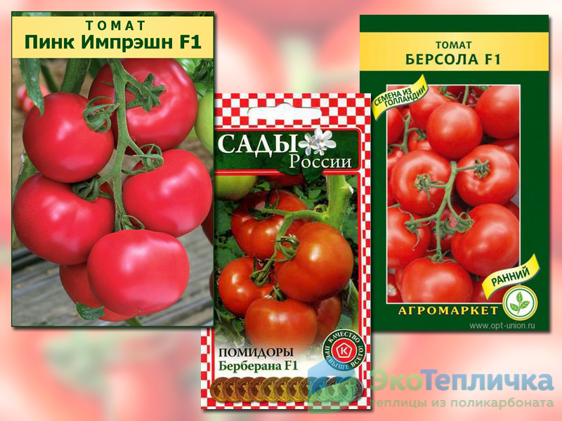Индетерминантный сорт томата «ожаровский малиновый»: фото, отзывы, описание, характеристика, урожайность
