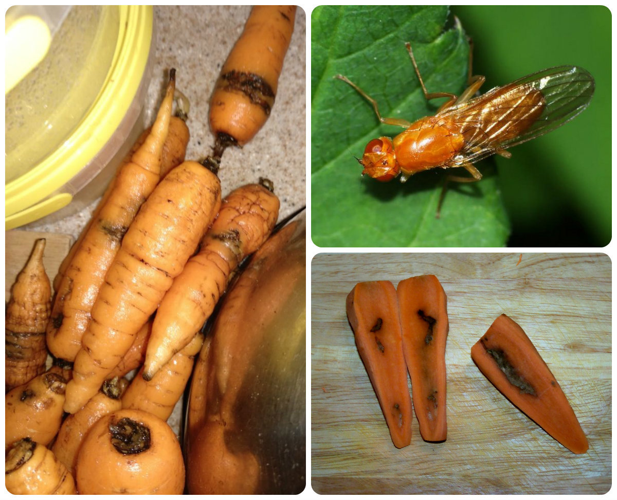 Как бороться с морковной мухой - действенные методы и препараты