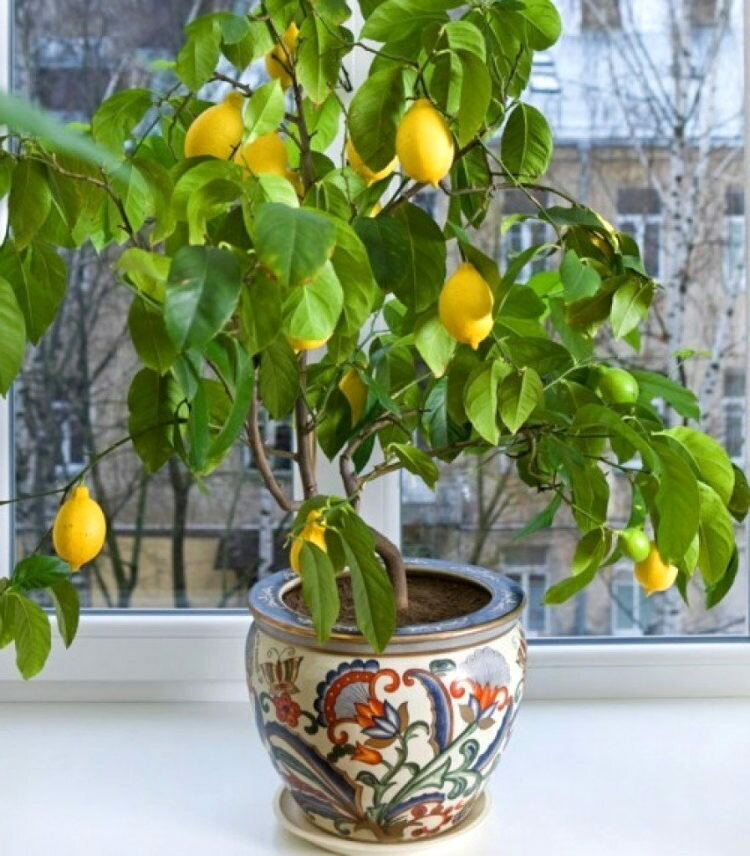 Павловский лимон — описание и фото сорта, техника выращивания