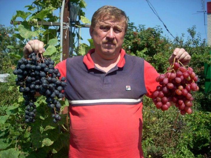 Виноград рубиновый юбилей: описание сорта, правила посадки и ухода, отзывы