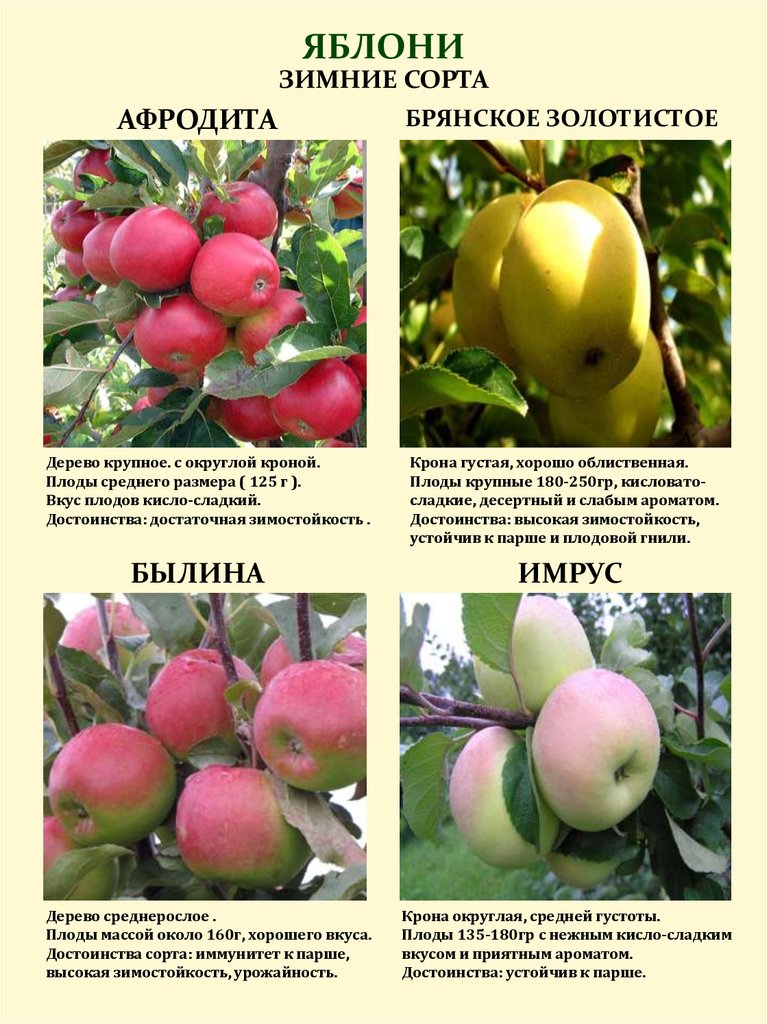 Описание сорта яблони имрус: фото яблок, важные характеристики, урожайность с дерева
