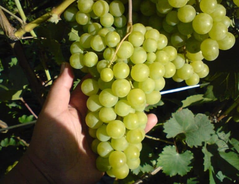Виноград галбена ноу [золотинка]: описание сорта, фото, отзывы и особености выращивания