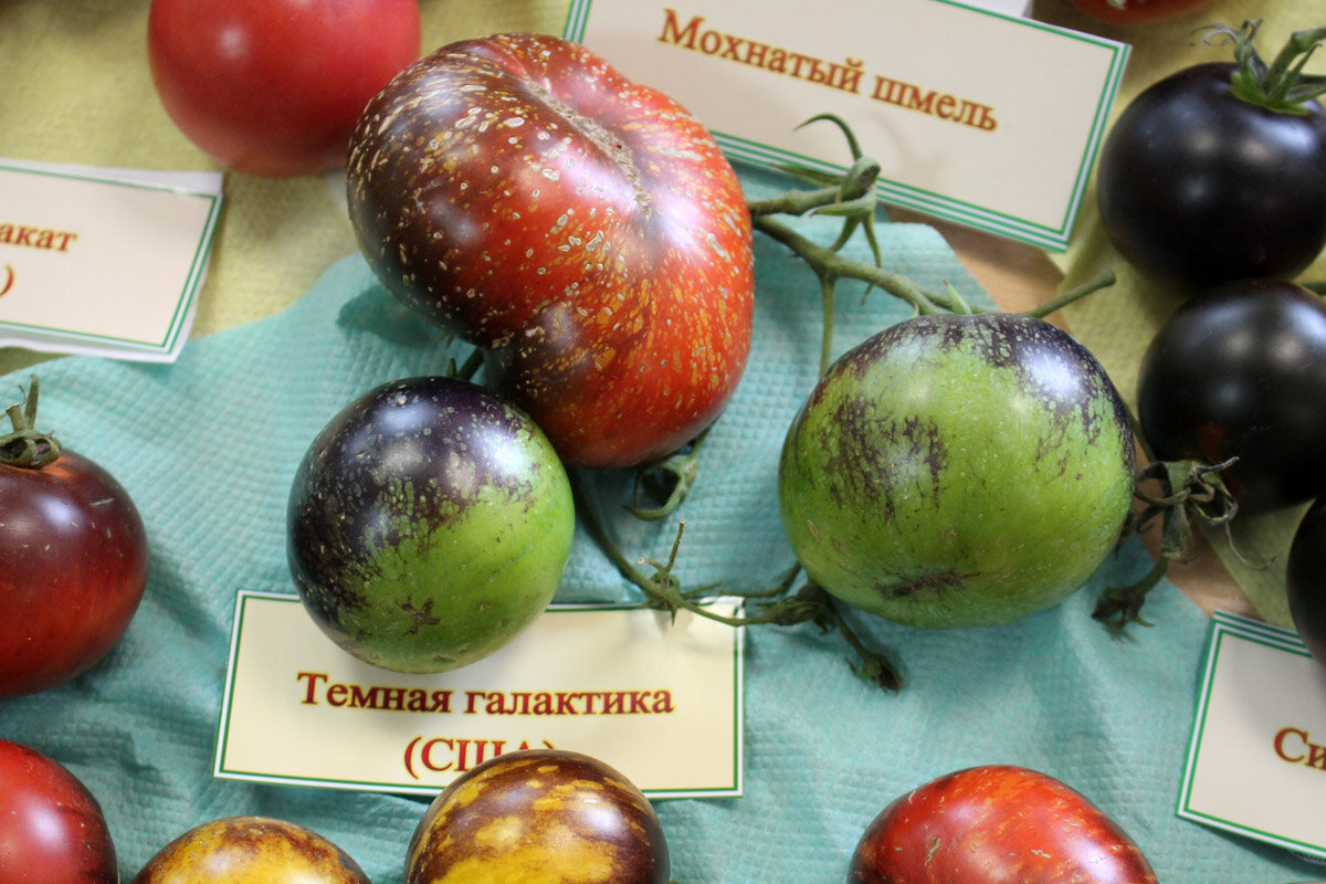 Цветные помидоры: в чем их преимущества? выбираем сорта и гибриды томатов для посева на рассаду в 2021 году на supersadovnik.ru