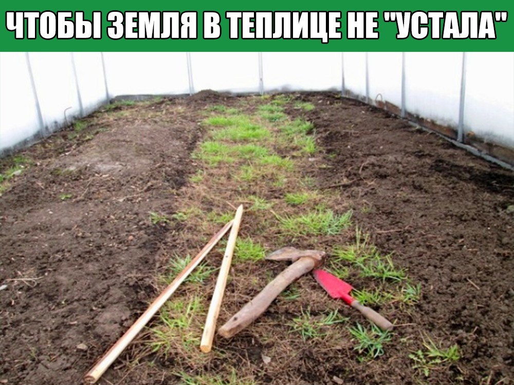 ᐉ чем обработать почву перед посадкой огурцов в открытый грунт - ogorod-u-doma.ru
