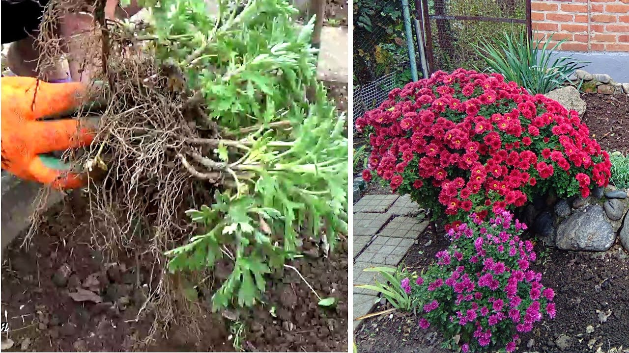 Как правильно посадить хризантему осенью