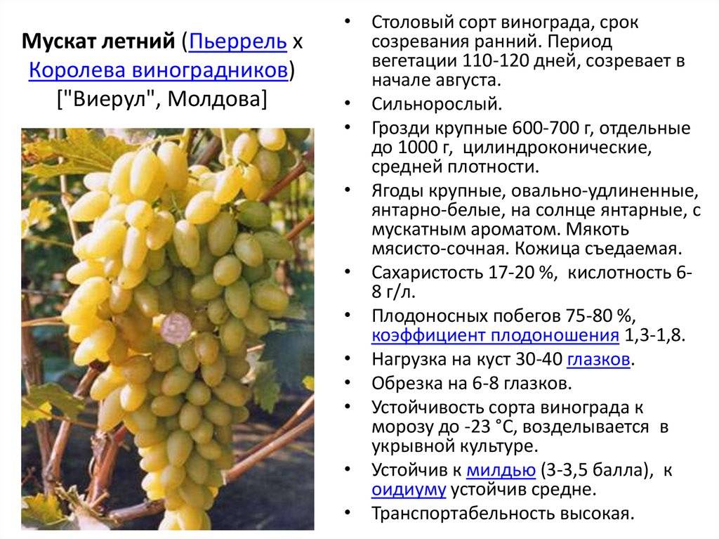 Виноград совиньон: описание сорта