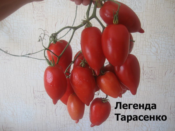Томат легенда тарасенко описание и агротехника - сад и огород
