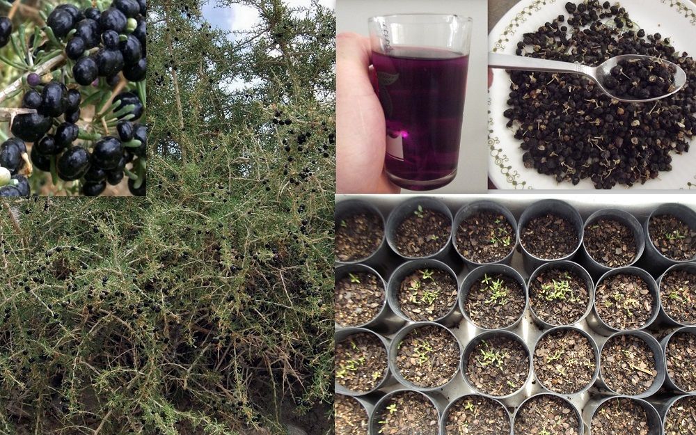 Как выращивать чернику из семян в домашних условиях