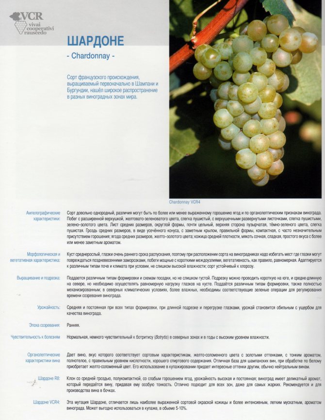 Виноград шардоне: описание и характеристика сорта, выращивание и уход