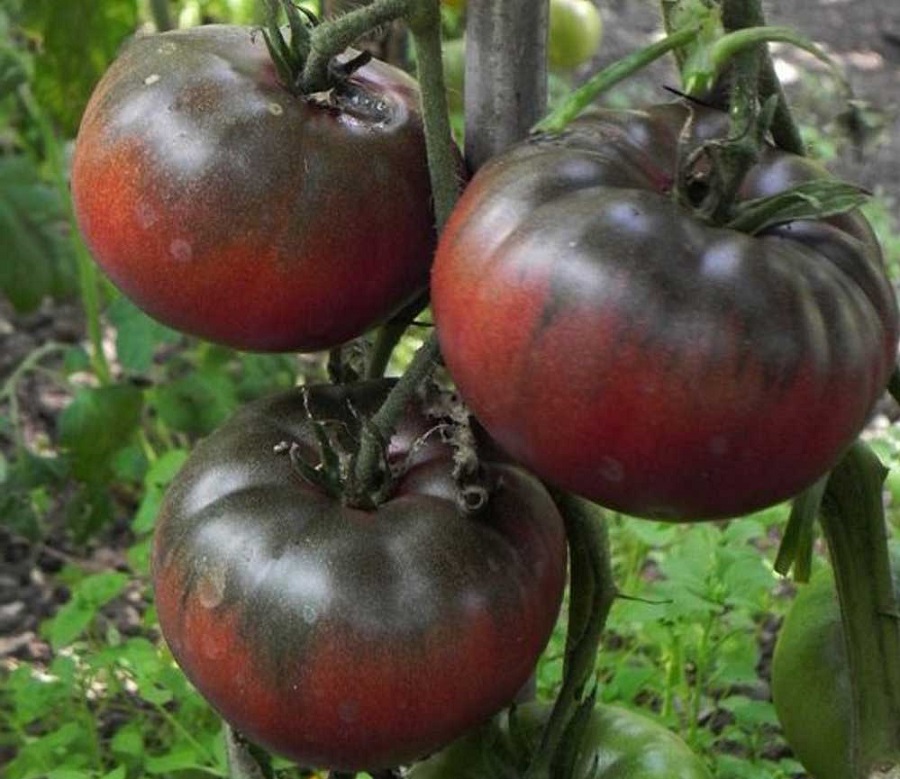 Сорта чёрных томатов
