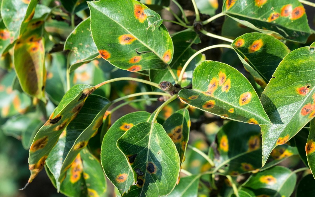 Что делать, если на листьях груши желтые пятна, причины и лечение