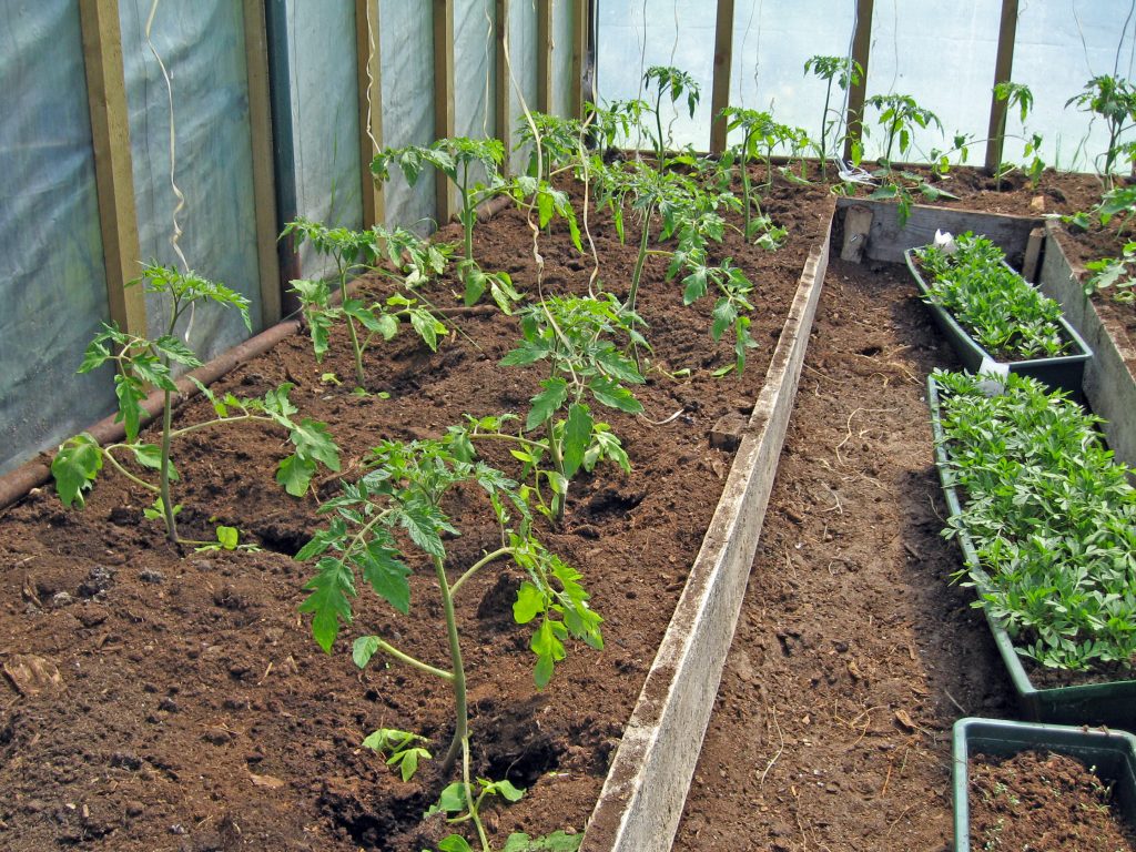Выращивание и уход за помидорами в теплице из поликарбоната, как и когда высаживать рассаду