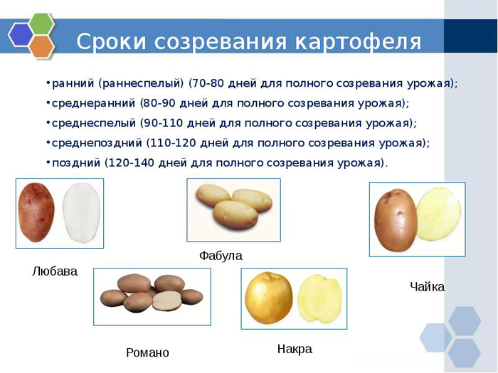 Срок созревания картофеля от посадки до сбора урожая: период вегетации