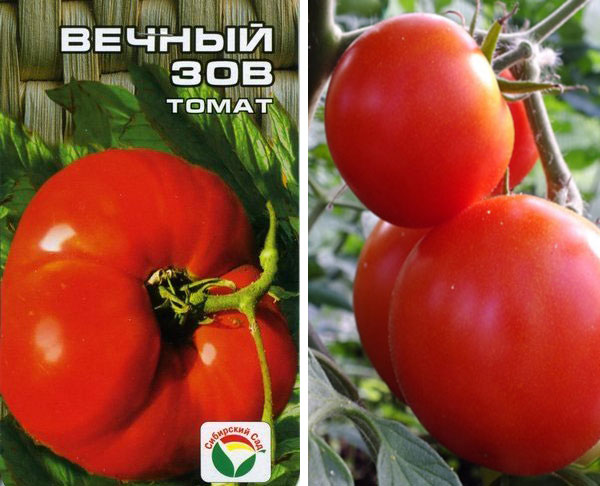 Томат "вечный зов": характеристика и описание сорта помидор с фото, отзывы об урожайности