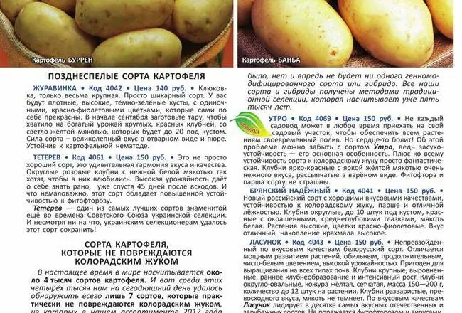 Картофель тимо ханккиян: фото, отзывы, описание сорта