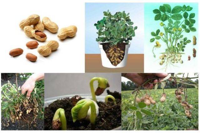 Арахис – выращивание на даче, посадка и уход за арахисом в открытом грунте | мир садоводства