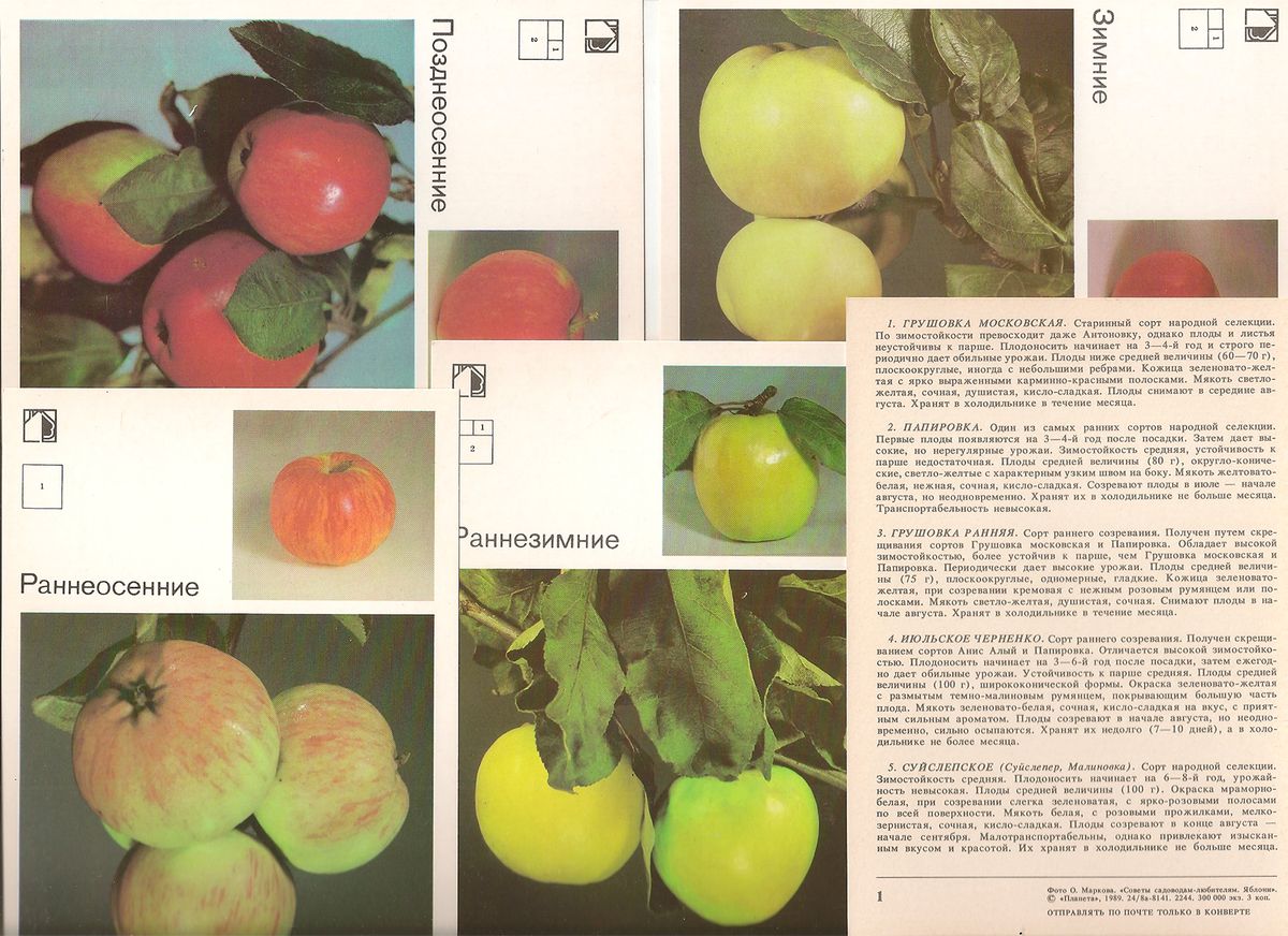 Сорт яблони грушовка московская: фото и описание сорта, отзывы