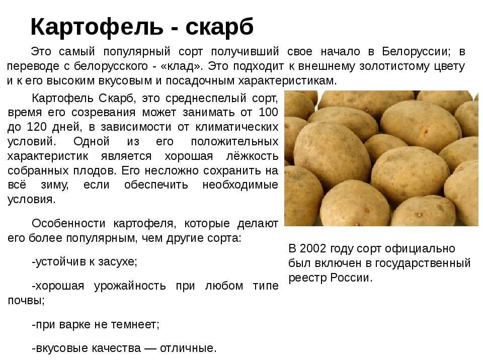 Описание и характеристика сорта картофеля Скарб, правила посадки и ухода