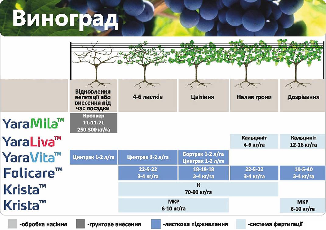 Как получить урожай винограда в год посадки