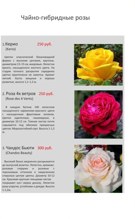 Лучшие сорта роз остина для выращивания в россии в 2022 году