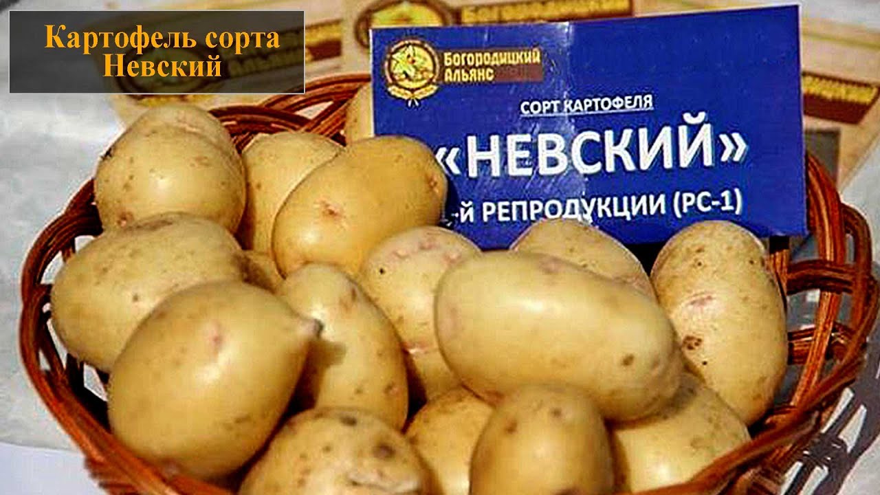 Сорт картофеля «колетте» – описание и фото