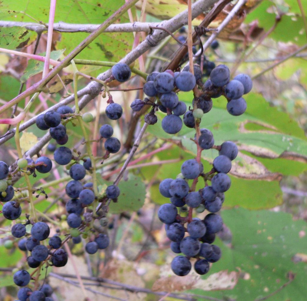Как вырастить на дачном участке виноград амурский: обзор +видео