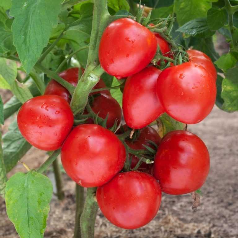 Описание гибридного томата Львиное сердце и рекомендации по выращиванию сорта