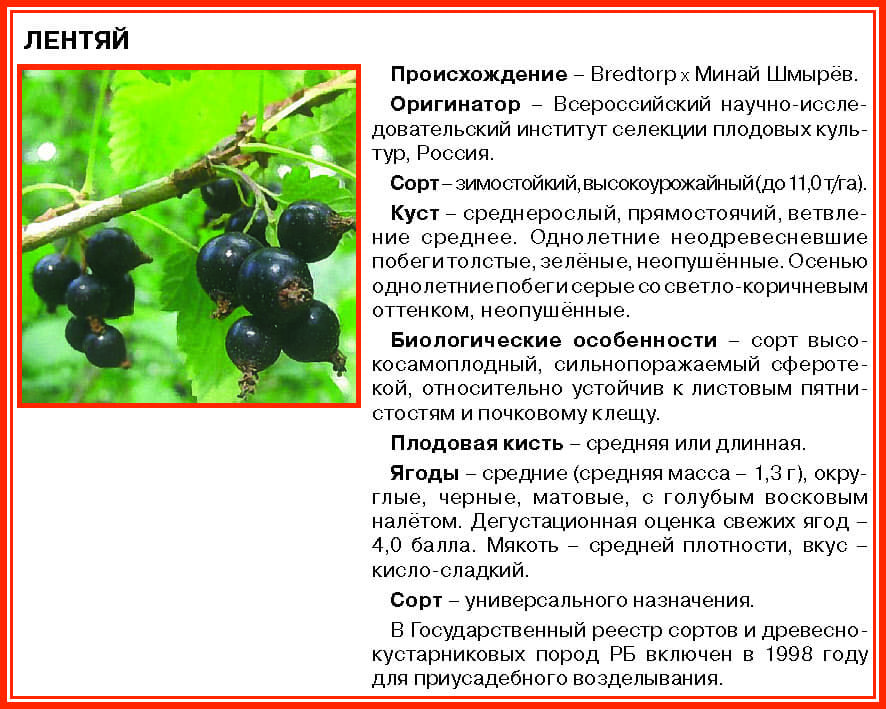 Черная смородина белорусская сладкая: описание сорта, посадка и уход с фото