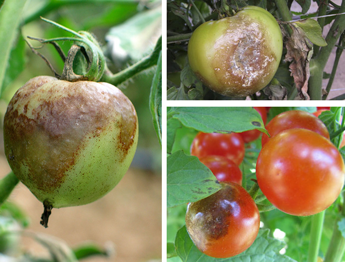 Фитофтора (фитофтороз) на помидорах: фото, методы борьбы